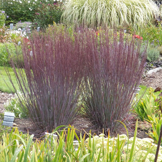 Two clumps of Prairie Winds® 'Blue Paradise' Little Bluestem (Schizachyrium) with reddish-purple stems stand upright in the garden bed, surrounded by a mix of green and yellow plants - Photo Property of Garden Crossings LLC.
