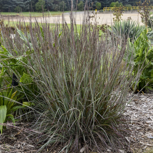 Prairie Winds® 'Brush Strokes' Little Bluestem (Schizachyrium) features tall, narrow bluish-green blades with reddish-purple tips, thriving in a mulched garden bed among green plants - Photo Courtesy of Proven Winners, Inc.