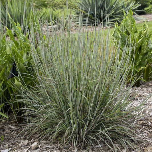 A clump of upright, narrow, blue-green Prairie Winds® 'Brush Strokes' Little Bluestem (Schizachyrium) grows in a mulched garden bed, surrounded by leafy green plants in the background - Photo Courtesy of Proven Winners, Inc.