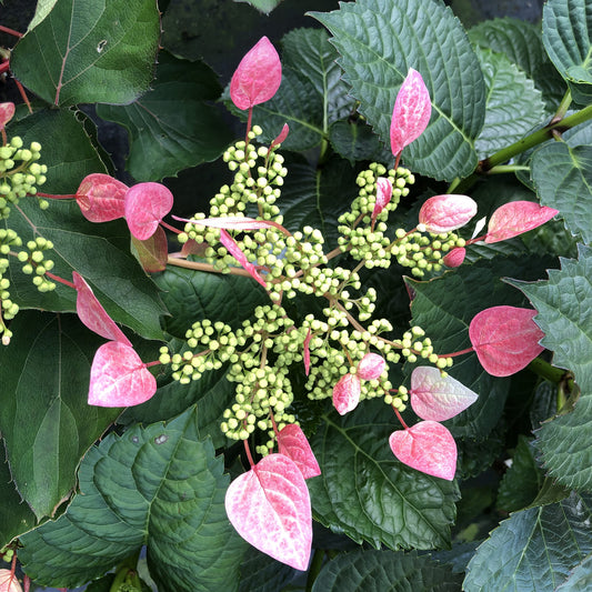 Rose Sensation™ False Hydrangea Vine (Schizophragma) - Photo Property of Garden Crossings LLC
