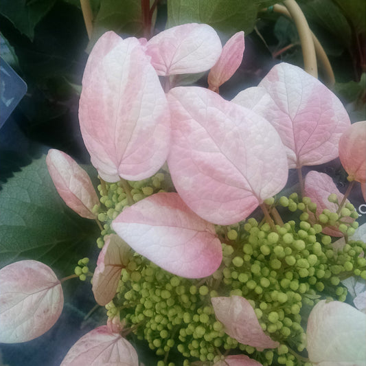 Rose Sensation™ False Hydrangea Vine (Schizophragma) - Photo Property of Garden Crossings LLC