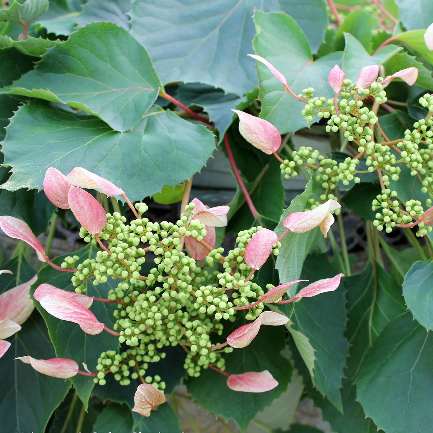 Clusters of small green berries and pinkish-white bracts emerge among broad green leaves on the lush Rose Sensation™ False Hydrangea Vine (Schizophragma), a striking flowering climber. - Photo Courtesy of Proven Winners, Inc.
