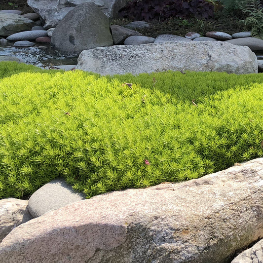 Lemon Coral® Sedum, a drought-tolerant and low-maintenance ground cover, grows among large gray and tan rocks near a small pond, creating a lush, natural landscape - Photo Property of Garden Crossings LLC.