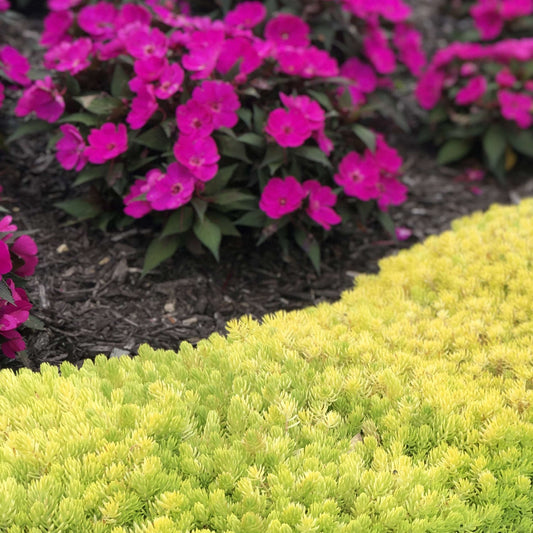 Lemon Coral® Sedum - Photo Property of Garden Crossings LLC
