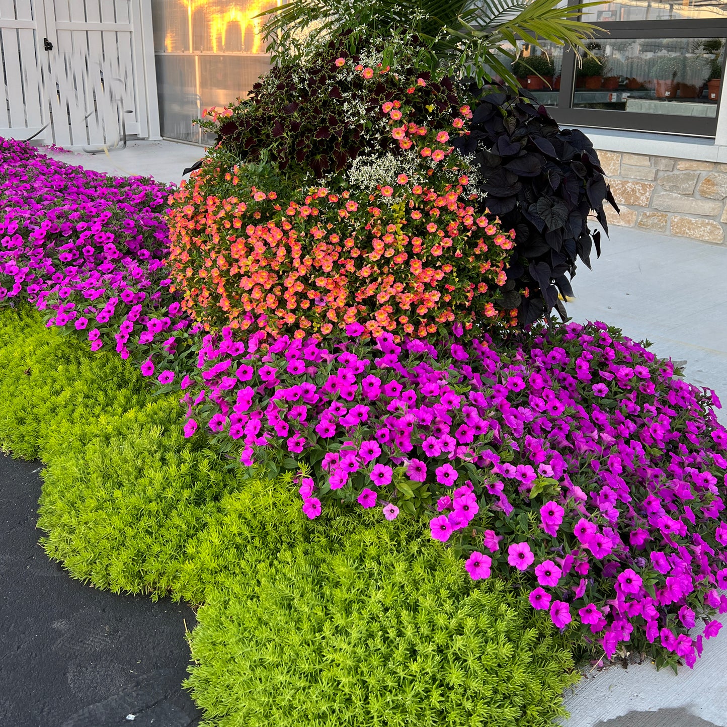 Lemon Coral® Sedum - Photo Property of Garden Crossings LLC