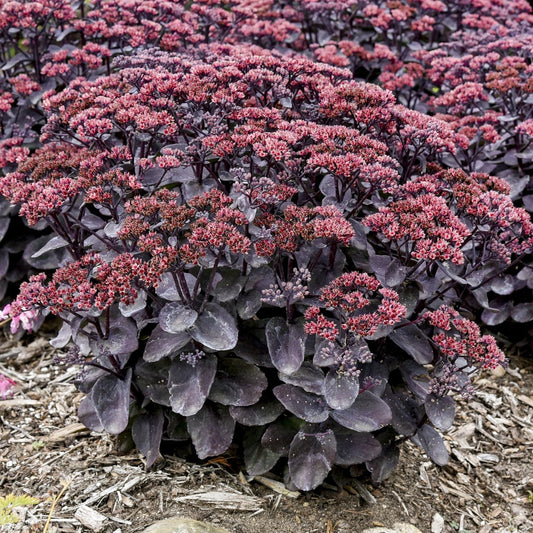 A dense cluster of drought-tolerant Rock 'N Grow® 'Midnight Velvet' Stonecrop (Sedum) with dark purple leaves and stems, topped by reddish-pink flowers, grows in a mulched garden bed - Photo Courtesy of Walters Gardens, Inc.