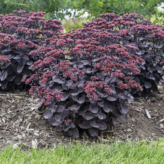 Rock 'N Grow® 'Midnight Velvet' Stonecrop (Sedum) - Photo Courtesy of Walters Gardens, Inc.
