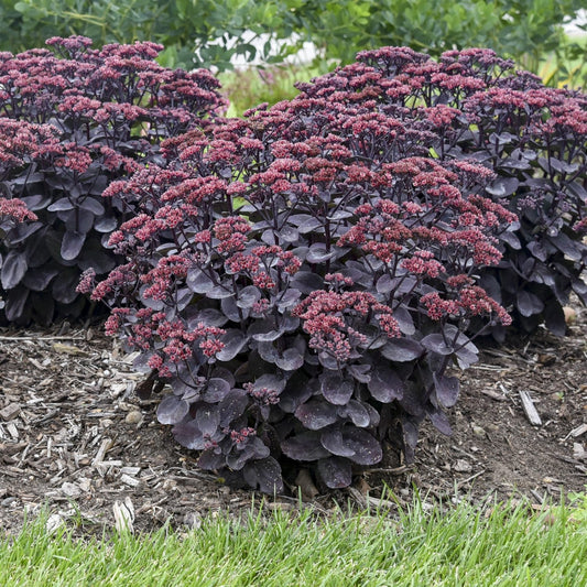 Cluster of Rock 'N Grow® 'Midnight Velvet' Stonecrop (Sedum) with dark purple leaves and dense reddish-pink flower clusters, growing in a mulched garden bed bordered by green grass - Photo Courtesy of Walters Gardens, Inc.