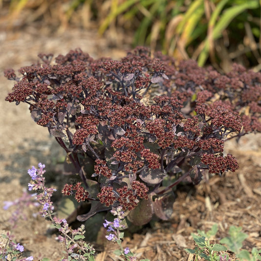 A young Rock 'N Grow® 'Back in Black' Stonecrop (Sedum) features clusters of small, deep reddish-purple buds in dry garden beds with blurred green and purple foliage in the background - Photo Property of Garden Crossings LLC.