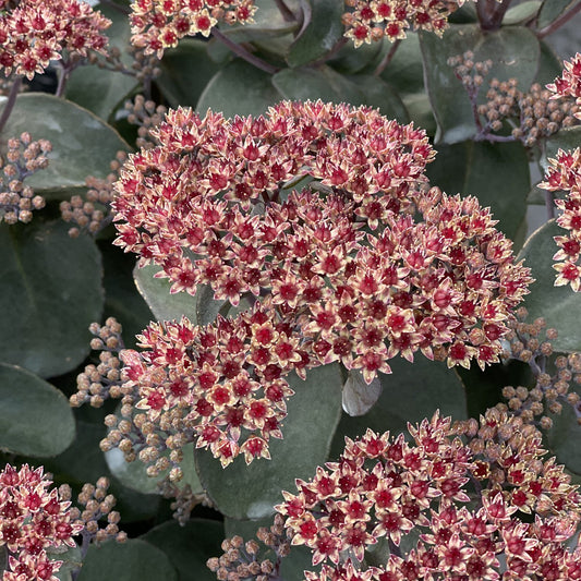 Rock 'N Grow® 'Back in Black' Stonecrop (Sedum) - Photo Property of Garden Crossings LLC