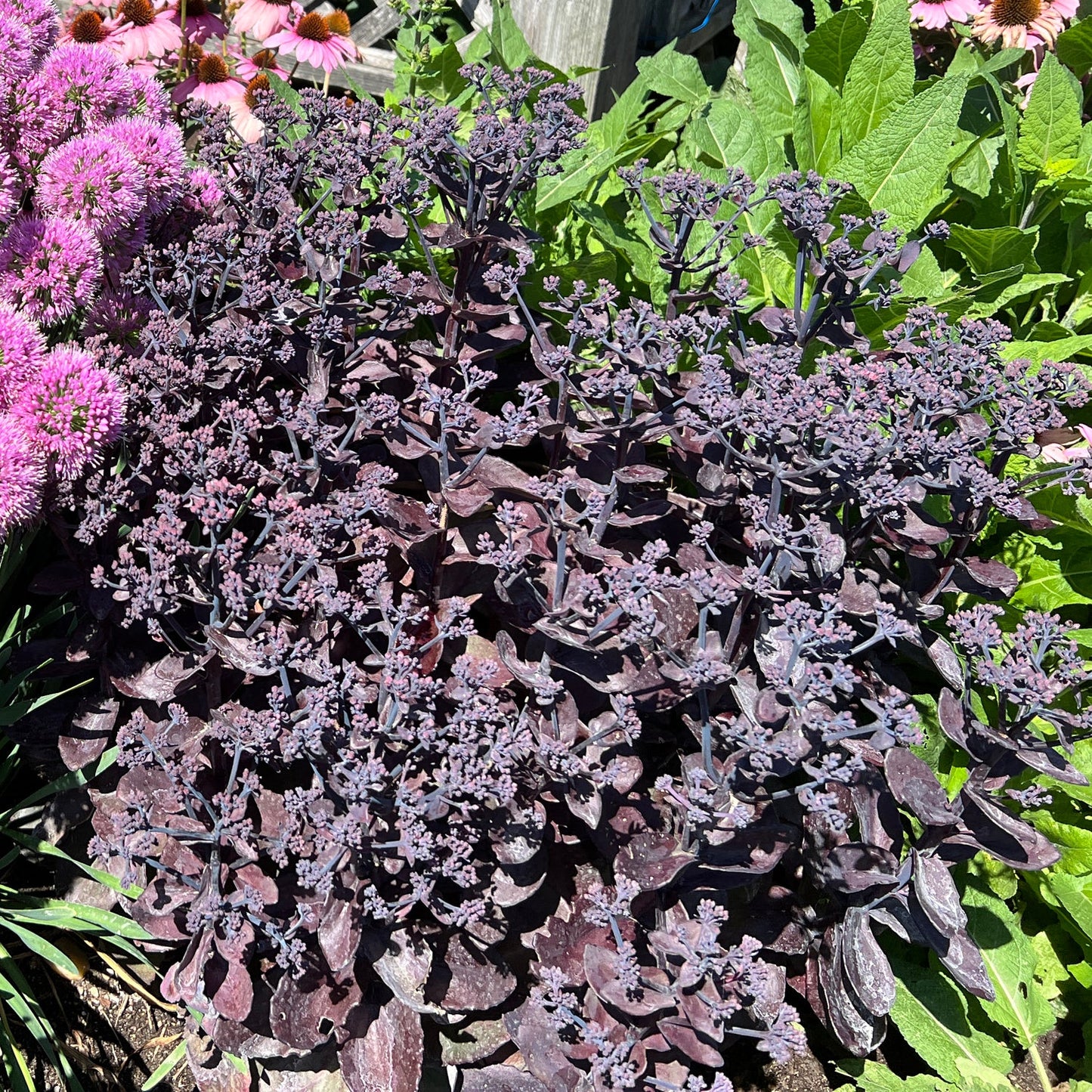 A dense cluster of dark purple Rock 'N Grow® 'Back in Black' Stonecrop (Sedum) leaves and stems, surrounded by green foliage and bright pink flowers, thrives in a sunny garden with this drought-tolerant succulent - Photo Property of Garden Crossings LLC.