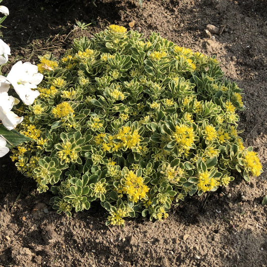 Rock 'N Low® 'Boogie Woogie' Stonecrop (Sedum) is a dense, low-growing green perennial with small yellow flowers shown with bare soil around it and a few white flowers at the edge - Photo Property of Garden Crossings LLC.