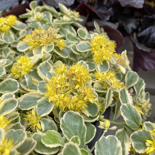 Close-up of variegated green and cream leaves on Rock 'N Low® 'Boogie Woogie' Stonecrop (Sedum), a rabbit-resistant perennial with clusters of bright yellow flowers - Photo Property of Garden Crossings LLC.