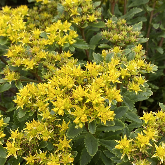 Close-up of Rock 'N Round® 'Bright Idea' Stonecrop (Sedum) features dense green foliage and clusters of small yellow fall flowers. This eye-catching plant grows closely together for vibrant garden displays - Photo Property of Garden Crossings LLC.