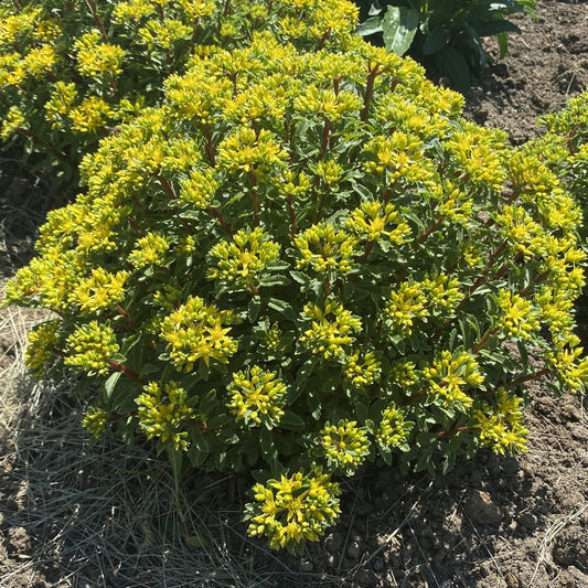 Top-down view of Rock 'N Round® 'Bright Idea' Stonecrop (Sedum) is a dense, rounded plant with dark green leaves and clusters of bright yellow fall flowers in a garden bed with soil and dry grass patches - Photo Property of Garden Crossings LLC.