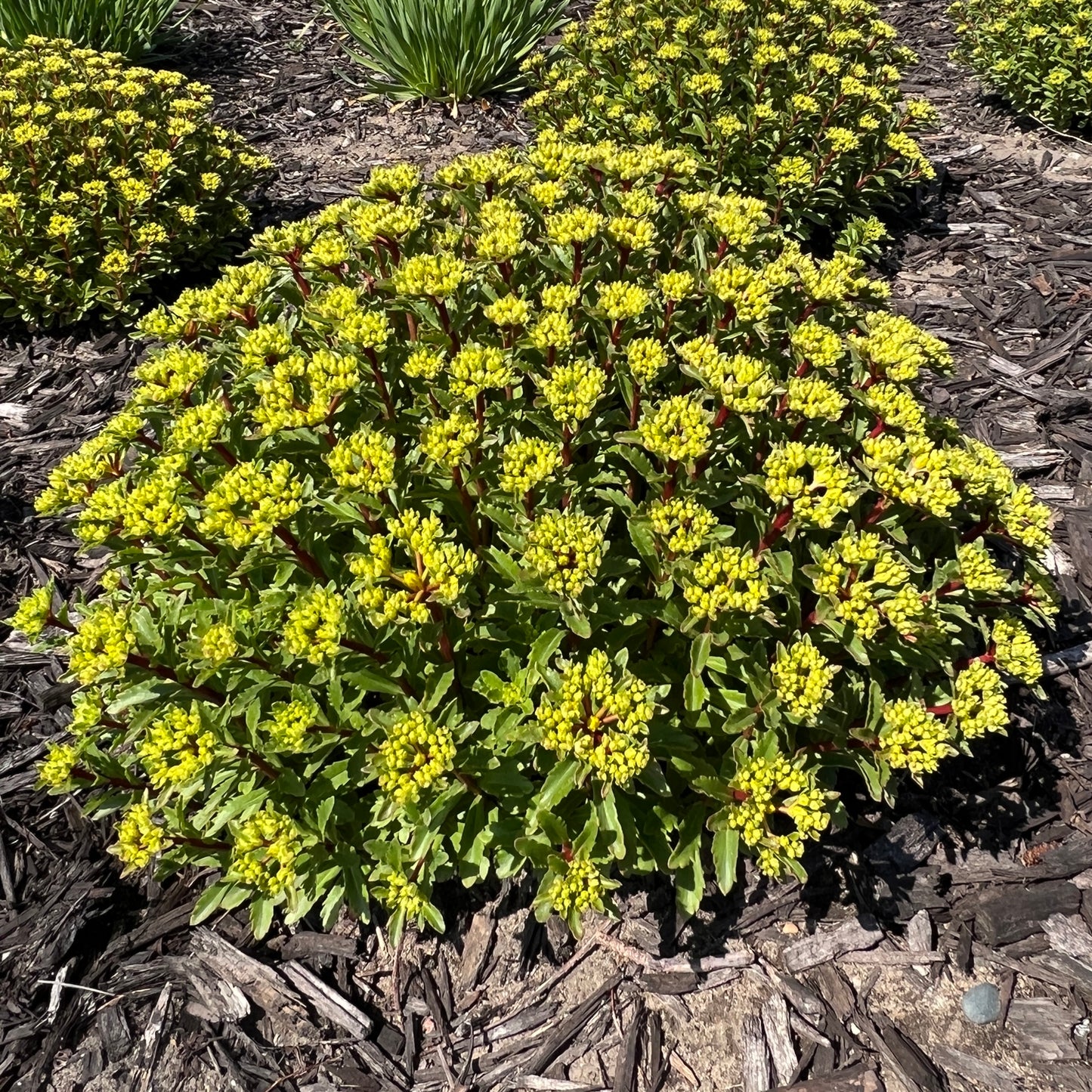 Rock 'N Round® 'Bright Idea' Stonecrop (Sedum) - Photo Property of Garden Crossings LLC