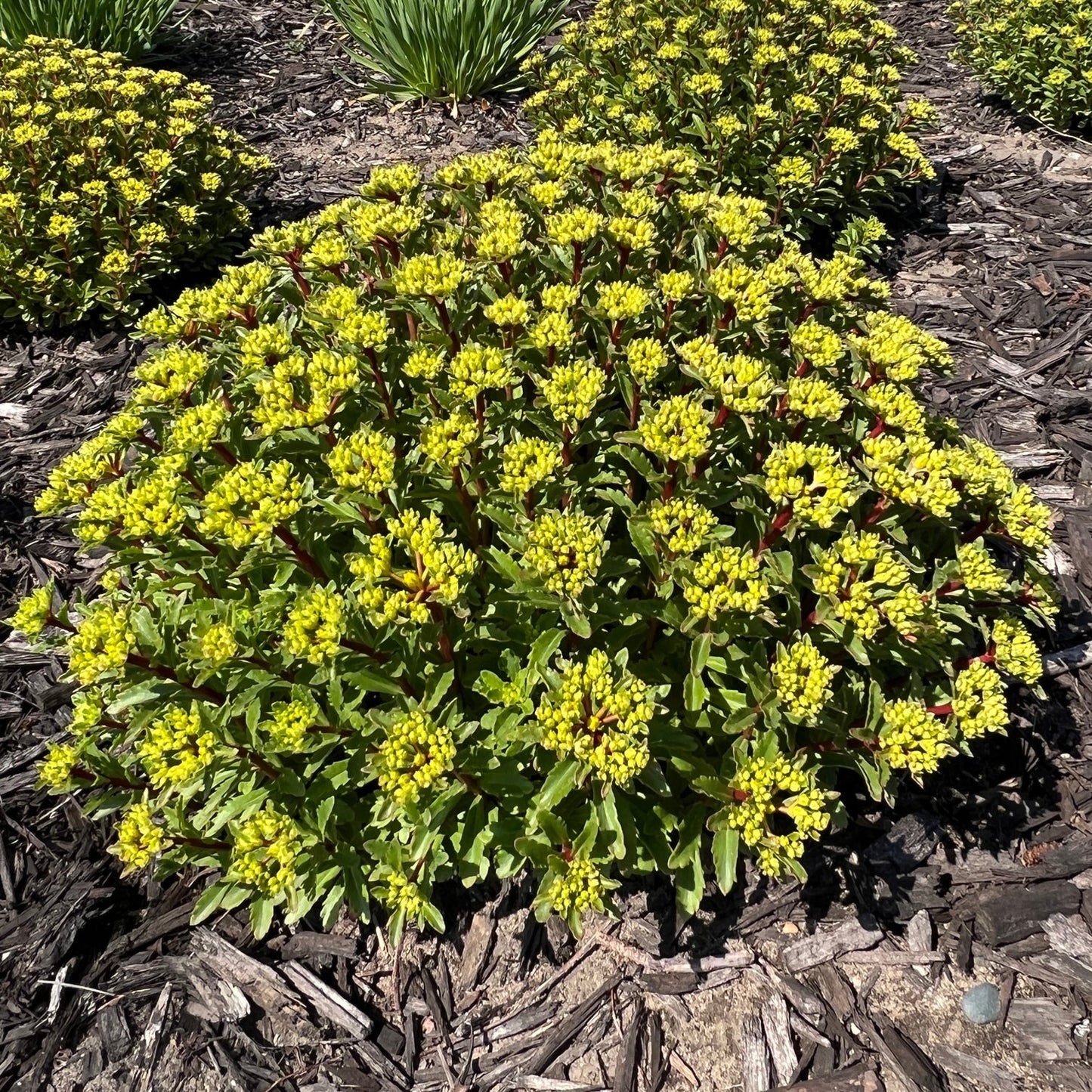 Rock 'N Round® 'Bright Idea' Stonecrop (Sedum) is a dense, rounded bush with dark green leaves and yellow-green flowers in a mulch-covered garden bed - Photo Property of Garden Crossings LLC.