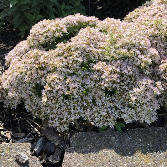 A dense cluster of small, pale pink, star-shaped flowers from the drought-tolerant Rock 'N Round® 'Bundle of Joy' Stonecrop (Sedum) covers green foliage near a garden border with wood mulch, sunlight highlighting the delicate blooms - Photo Property of Garden Crossings LLC.