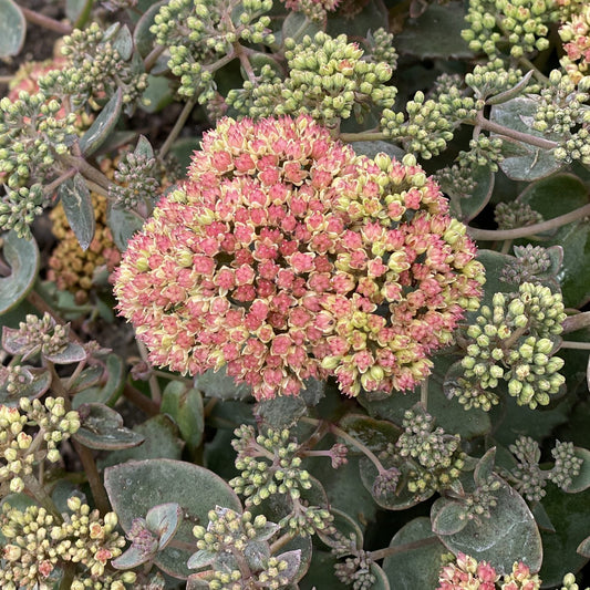 Close-up of small, pinkish-green flowers rise above rounded green leaves and closed buds on the drought-tolerant Rock 'N Grow® 'Coraljade' Stonecrop (Sedum), known for its dense, textured look in subtle earthy hues - Photo Property of Garden Crossings LLC.