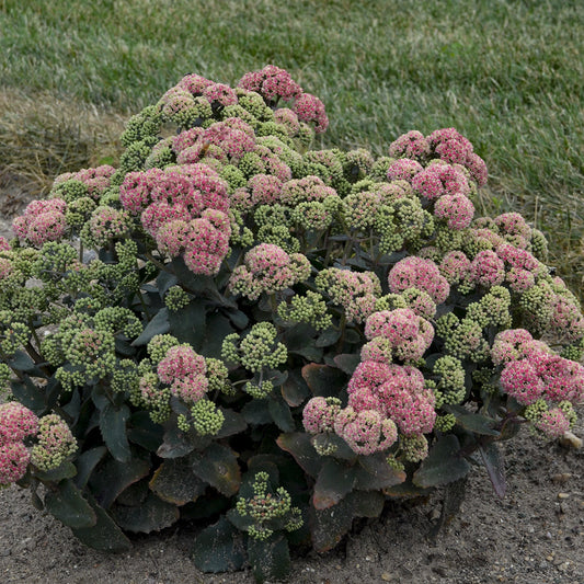 A dense cluster of Rock 'N Grow® 'Coraljade' Stonecrop (Sedum) with thick, dark green leaves and pink-green flower heads thrives in soil, highlighting this drought-tolerant plant against a grassy background - Photo Courtesy of Walters Gardens, Inc.