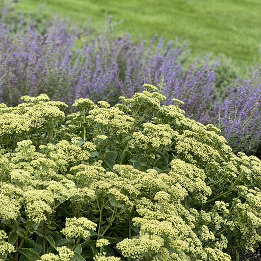 Rock 'N Grow® 'Lemonjade' Stonecrop, a drought-tolerant perennial, blooms yellow-green in the foreground with tall purple salvia flowers and a lush green grassy area softly blurred in the background - Photo Property of Garden Crossings LLC.