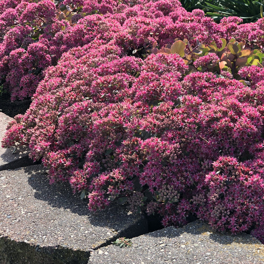 Dense clusters of pink-purple flowers from drought-tolerant Rock 'N Round® 'Popstar' Stonecrop (Sedum) spill over a cracked concrete border, with green leaves and more blooms in the background - Photo Property of Garden Crossings LLC.