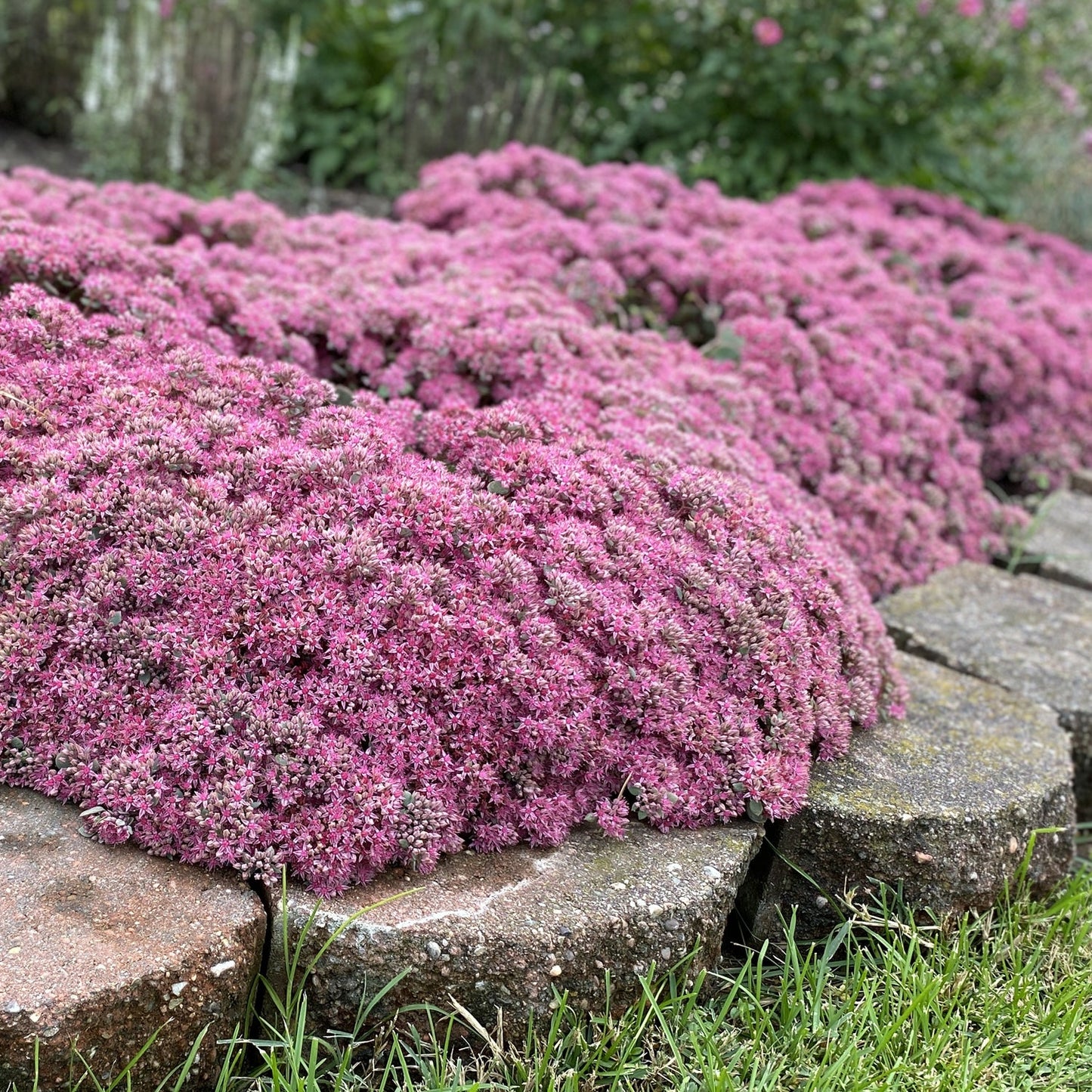Clusters of vibrant pink Rock 'N Round® 'Popstar' Stonecrop (Sedum) bloom in dense mounds behind round stone pavers, with green grass in front - Photo Property of Garden Crossings LLC.