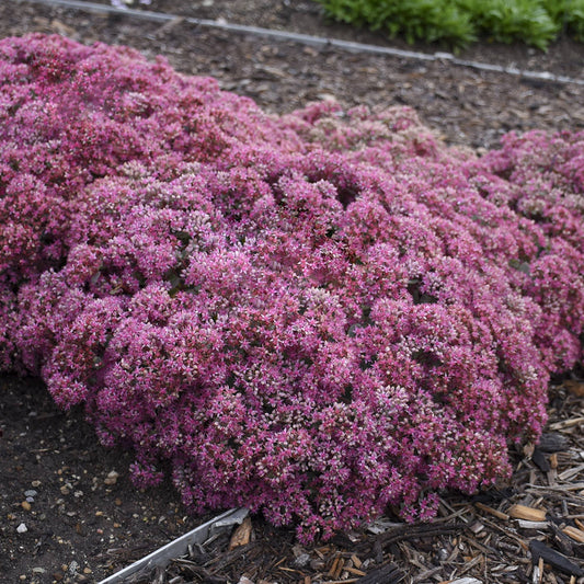 A dense mound of small pink and purple flowers from Rock 'N Round® 'Popstar' Stonecrop (Sedum) blooms in a garden bed, showing off its drought-tolerant perennial beauty, with mulch, soil, and edging visible in the background - Photo Courtesy of Walters Gardens, Inc.