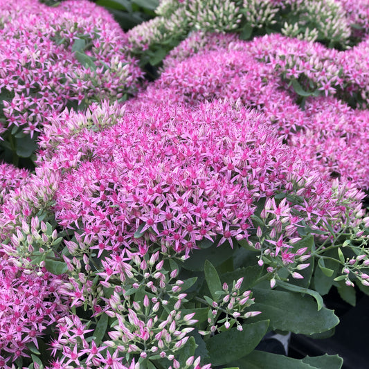 Rock 'N Round® 'Pride and Joy' Stonecrop (Sedum) - Photo Property of Garden Crossings LLC