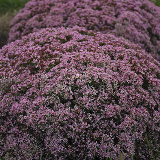 Rock 'N Round® 'Pride and Joy' Stonecrop (Sedum) - Photo Courtesy of Walters Gardens, Inc.