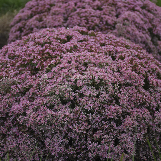 Rock 'N Round® 'Pride and Joy' Stonecrop (Sedum) forms dense mounds of green foliage topped with star-shaped pink flowers, creating vibrant garden texture and serving as an excellent pollinator plant - Photo Courtesy of Walters Gardens, Inc.