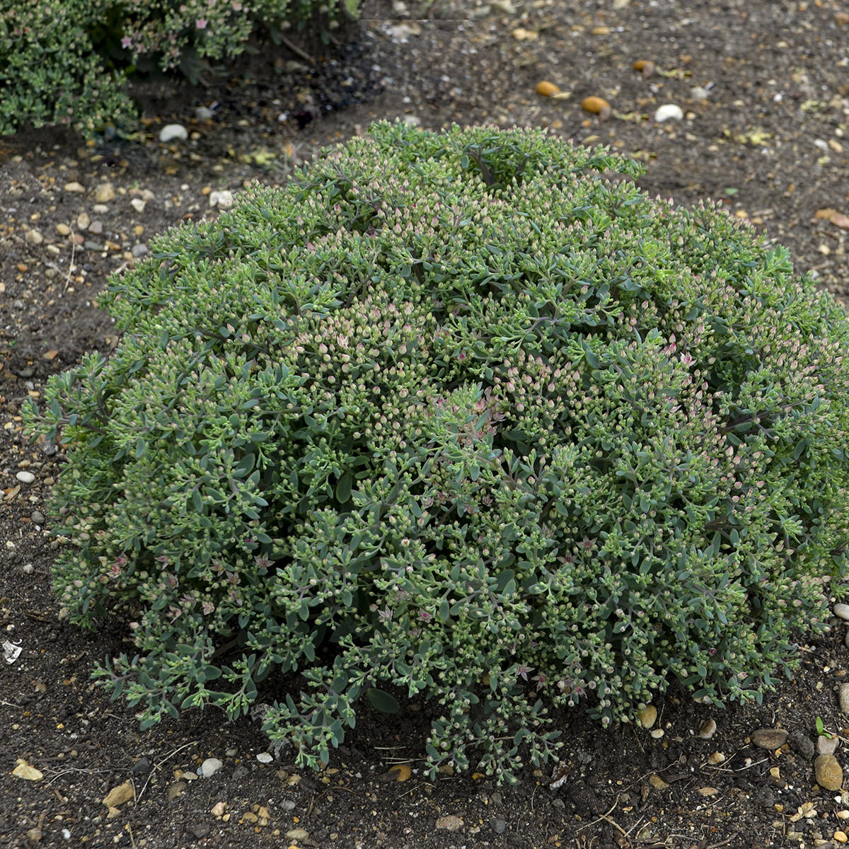 Rock 'N Round® 'Pride and Joy' Stonecrop (Sedum) forms a dense, rounded mound of green succulent leaves topped with pinkish flower buds. Stones and another compact mounding Sedum are visible in the background - Photo Courtesy of Walters Gardens, Inc.