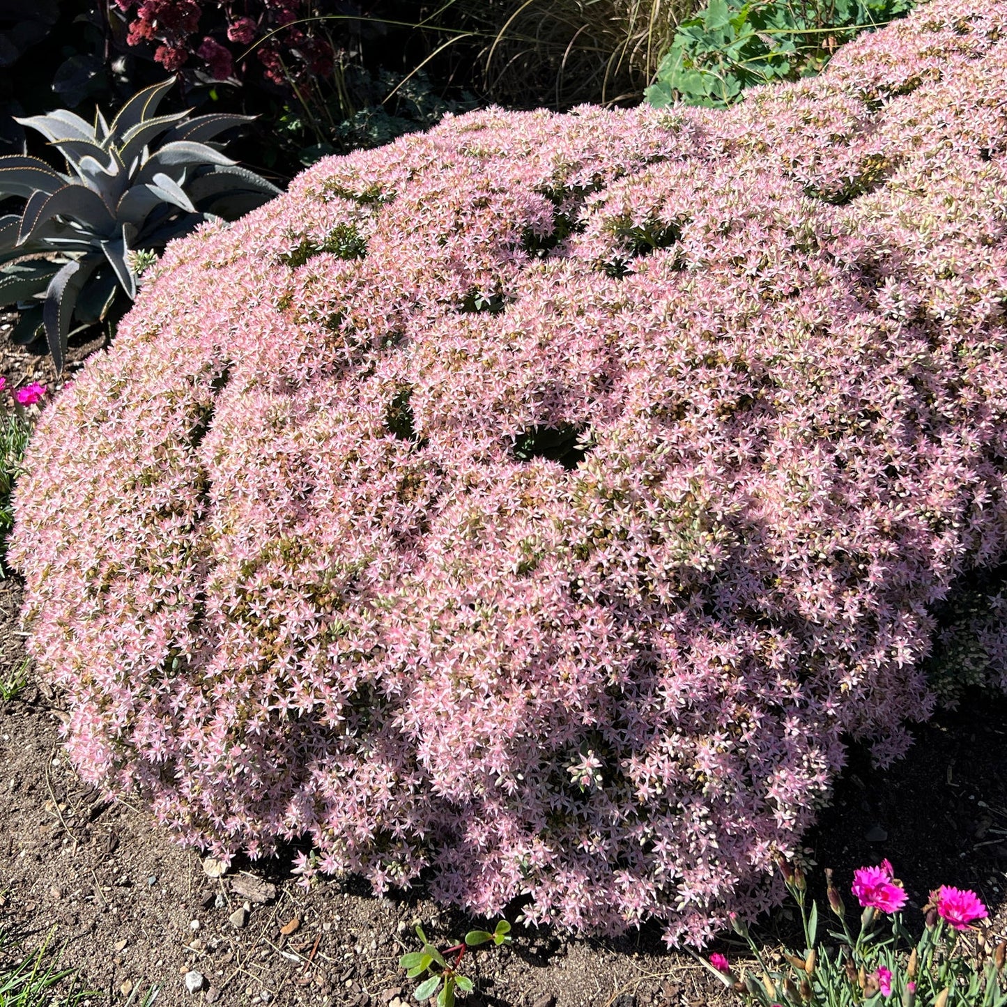 A dense mound of star-shaped pink flowers—Rock 'N Round® 'Pure Joy' Stonecrop (Sedum)—grows in the garden bed with visible soil at the edges and nearby plants - Photo Property of Garden Crossings LLC.
