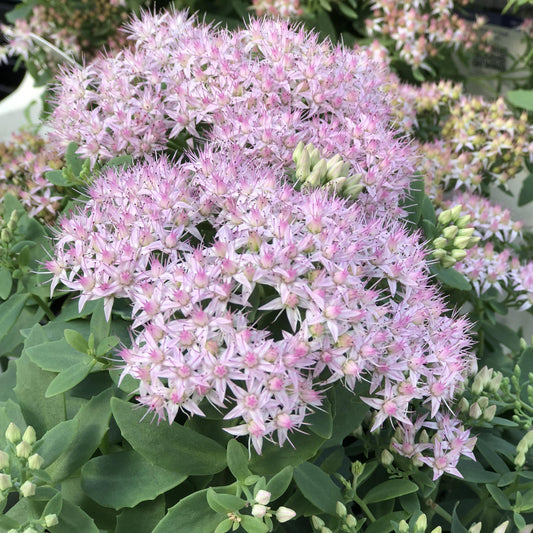 Close-up of clusters of small, star-shaped, pale pink flowers bloom atop green, fleshy leaves on Rock 'N Round® 'Pure Joy' Stonecrop (Sedum). Some buds stay closed, adding texture - Photo Property of Garden Crossings LLC.