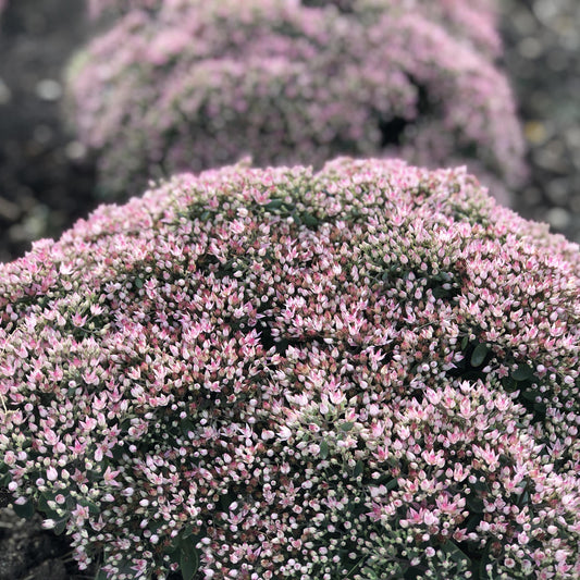Rock 'N Round® 'Pure Joy' Stonecrop (Sedum) - Photo Property of Garden Crossings LLC