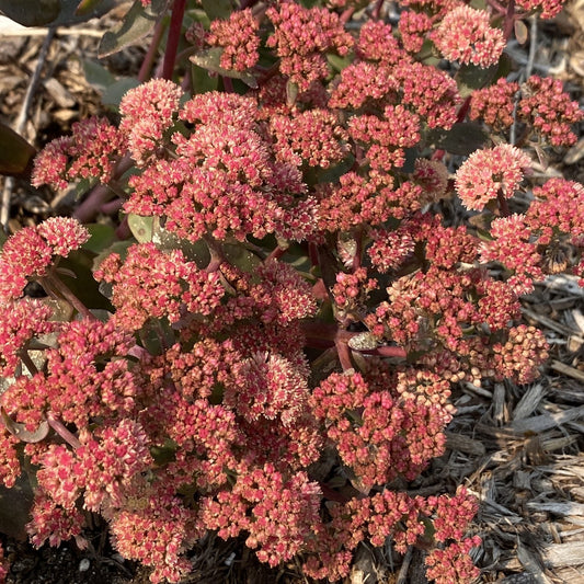 Top-down view of small, pink and red flowers grow on dark stems amid dry mulch and soil, with some green leaves at the edges, making Rock 'N Grow® 'Tiramisu' Stonecrop (Sedum) - Photo Property of Garden Crossings LLC.
