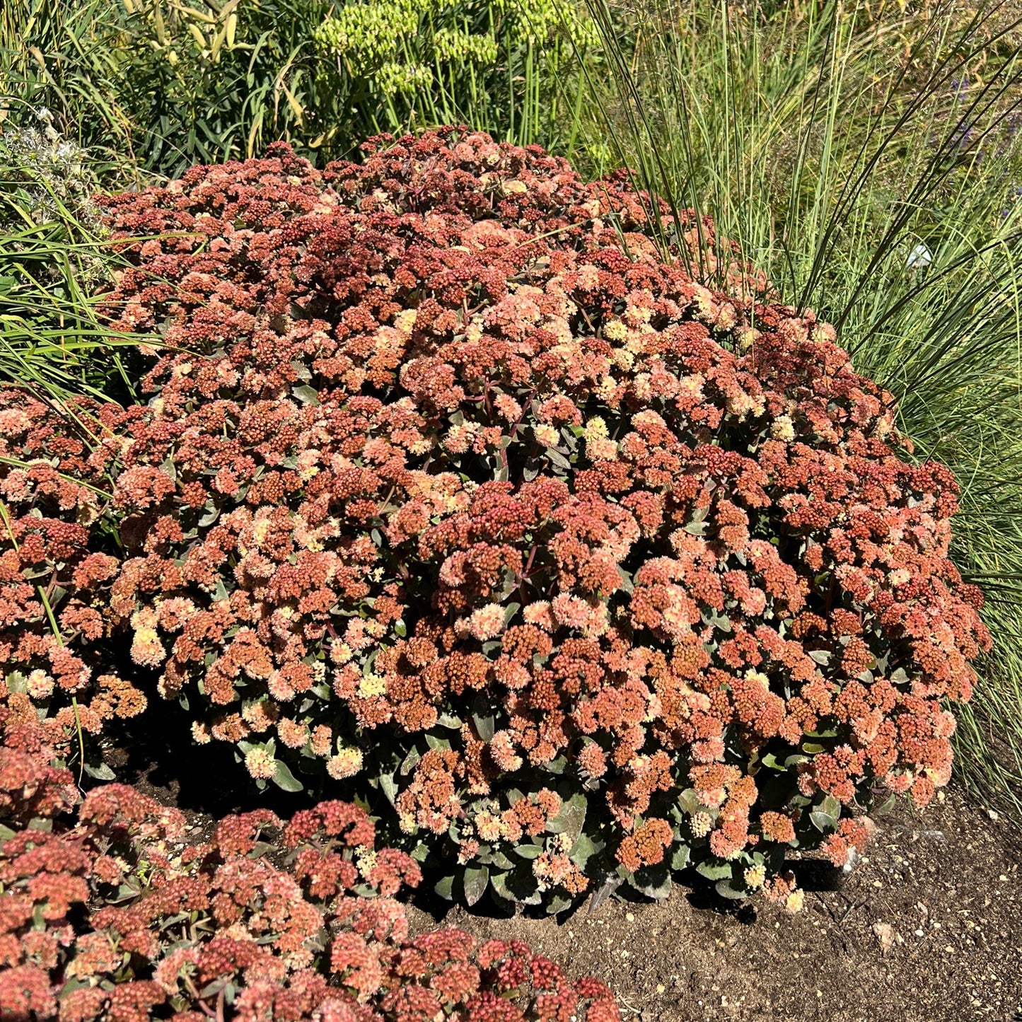 A dense cluster of Rock 'N Grow® 'Tiramisu' Stonecrop (Sedum), a drought-tolerant plant, thrives in a garden amid tall green grasses and soil under bright sunlight - Photo Courtesy of Walters Gardens, Inc.