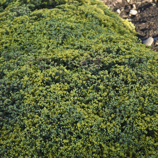 Rock 'N Low® 'Yellow Brick Road' Stonecrop (Sedum) forms a dense ground cover of small, rounded leaves, with patches of bare earth and stones visible at the edges - Photo Courtesy of Walters Gardens, Inc.