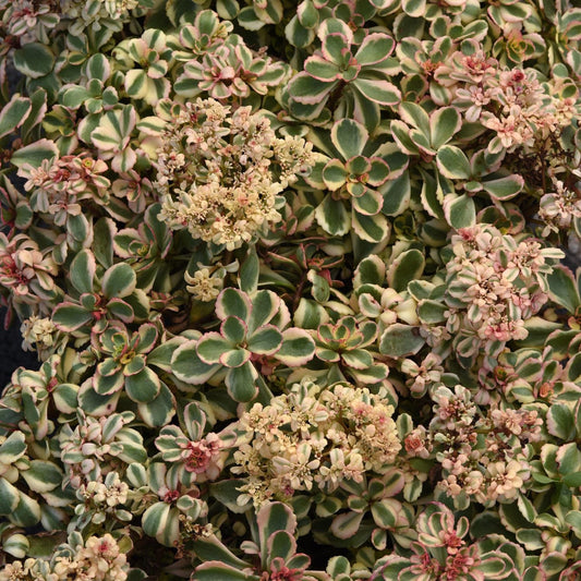 Close-up of green and cream variegated leaves with small light pink flowers, What a Doozie Stonecrop (Sedum) is a drought-tolerant perennial perfect as a ground cover for sunny spots - Photo Courtesy of Ball Horticulture, Inc.