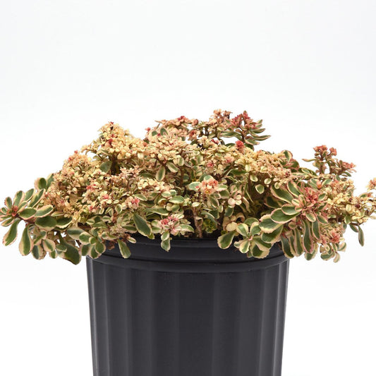The What a Doozie Stonecrop (Sedum) is a drought-tolerant perennial with small, variegated green and cream leaves and clusters of tiny pinkish flowers, presented in a black plastic pot against a plain white background - Photo Courtesy of Ball Horticulture, Inc. Decorative pot not included.