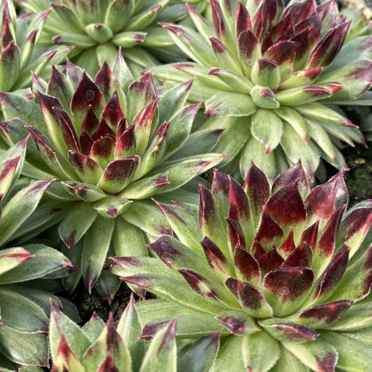 Close-up of several Chick Charms® Apple Teaser Hens & Chicks (Sempervivum) with pointed, reddish-purple-tipped leaves, arranged closely together and thriving in natural outdoor light - Photo Courtesy of Garden Solutions.