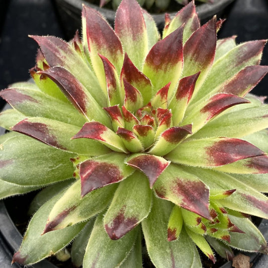 A close-up of Chick Charms® Apple Teaser Hens & Chicks (Sempervivum), a drought-tolerant perennial with pointed green leaves tipped in dark red, forming a neat rosette in a small black pot - Photo Courtesy of Garden Solutions.
