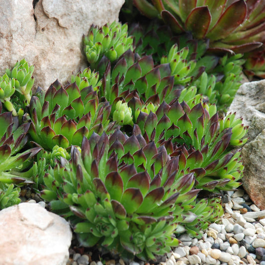 Clusters of green Chick Charms® Appletini™ Hens & Chicks (Sempervivum), a drought-tolerant succulent with pointed, green, dark red-tipped leaves, grow among rocks and gravel in the garden. - Photo Courtesy of Garden Solutions