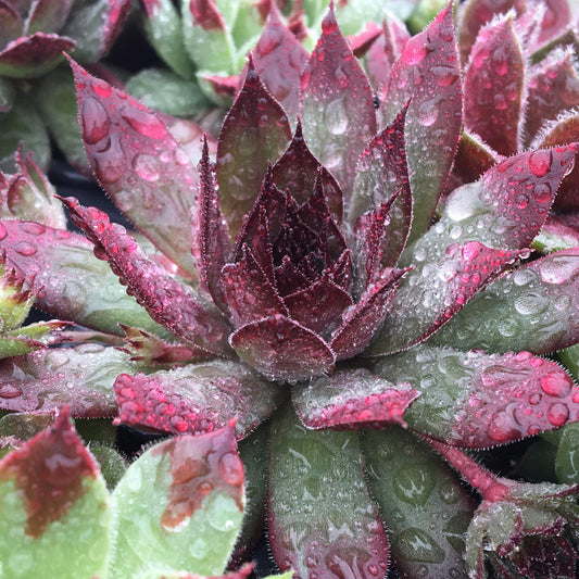 Chick Charms® Autumn Apple Hens & Chicks (Sempervivum) - Photo Courtesy of Garden Solutions