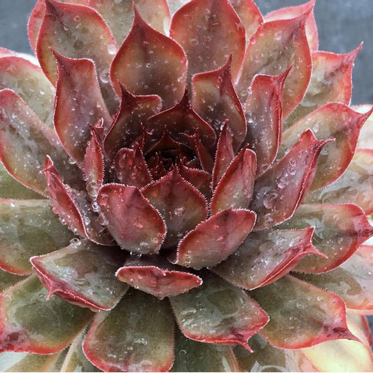 Close-up of Chick Charms® Autumn Apple Hens & Chicks (Sempervivum) shows rosette-shaped, drought-tolerant reddish-green leaves edged in white and dotted with water droplets - Photo Courtesy of Garden Solutions.