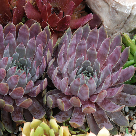 Close-up of Chick Charms® Berry Blues™ Hens & Chicks (Sempervivum), evergreen perennials with pointed, purple-tinged leaves, nestled among rocks and other plants in a drought-tolerant rock garden setting - Photo Courtesy of Garden Solutions.