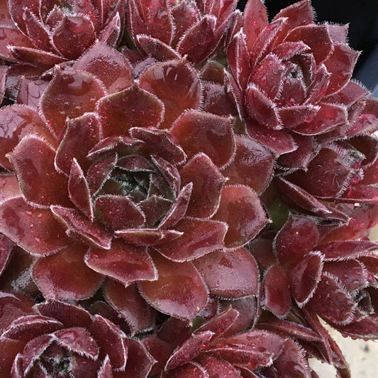 Chick Charms® Berry Bomb™ Hens & Chicks (Sempervivum) - Photo Courtesy of Garden Solutions