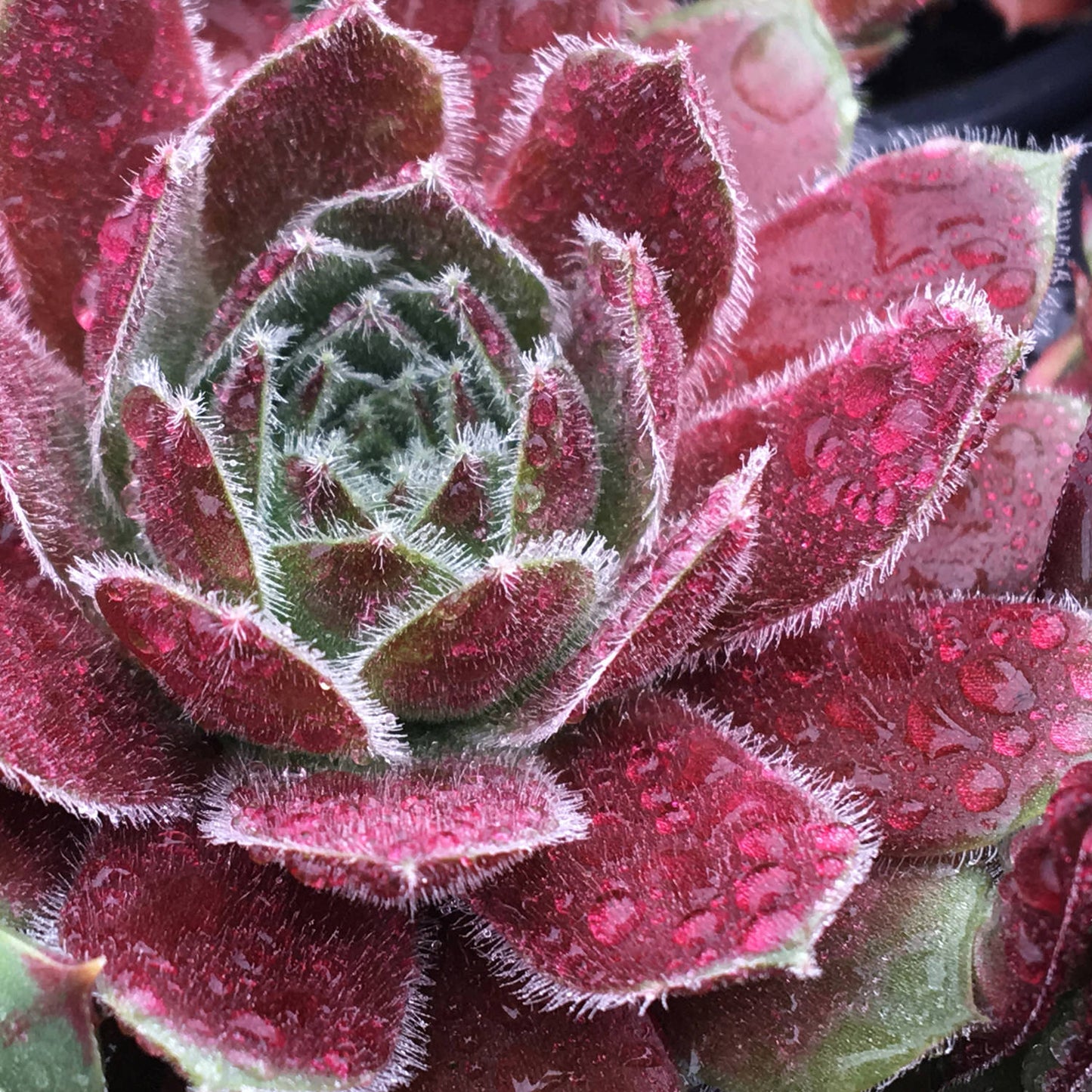 Chick Charms® Berry Bomb™ Hens & Chicks (Sempervivum) - Photo Courtesy of Garden Solutions