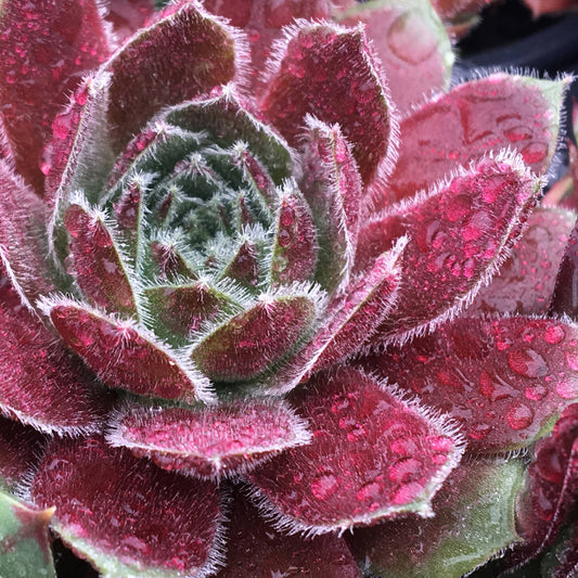 Close-up of Chick Charms® Berry Bomb™ Hens & Chicks (Sempervivum) showing its fuzzy, pointed red and green leaves covered in tiny water droplets for a vibrant, textured look - Photo Courtesy of Garden Solutions.