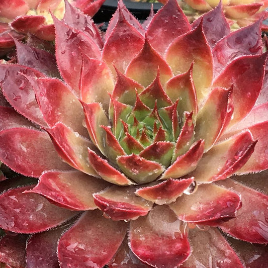Close-up of Chick Charms® Butterscotch Baby™ Hens & Chicks (Sempervivum), a hardy succulent with pointed, fleshy leaves in varied hues, glistening with water droplets - Photo Courtesy of Garden Solutions.
